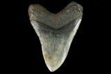 Fossil Megalodon Tooth - North Carolina #124417-2